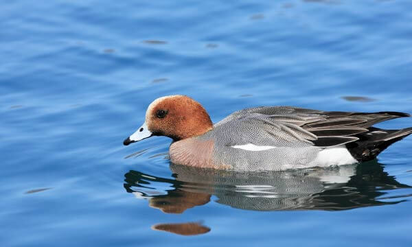 神埼川を泳ぐカモ