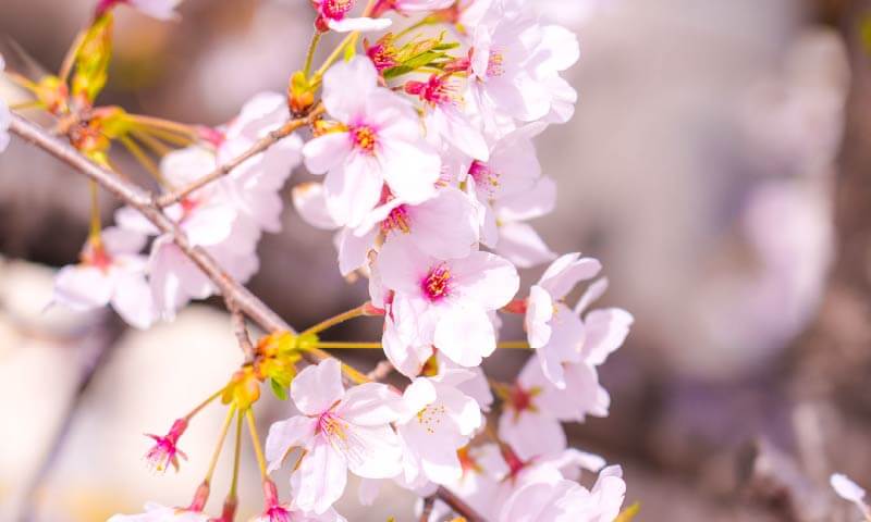 神崎川沿いの緑道に咲く桜