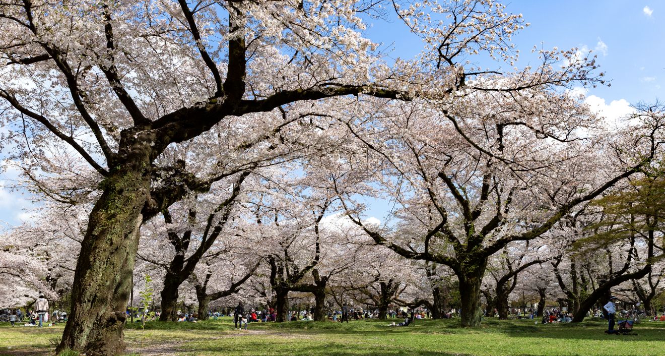 小金井公園