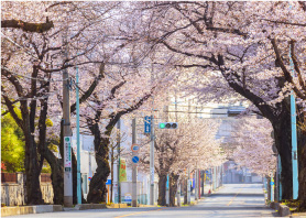 宮原駅前通りの桜並木