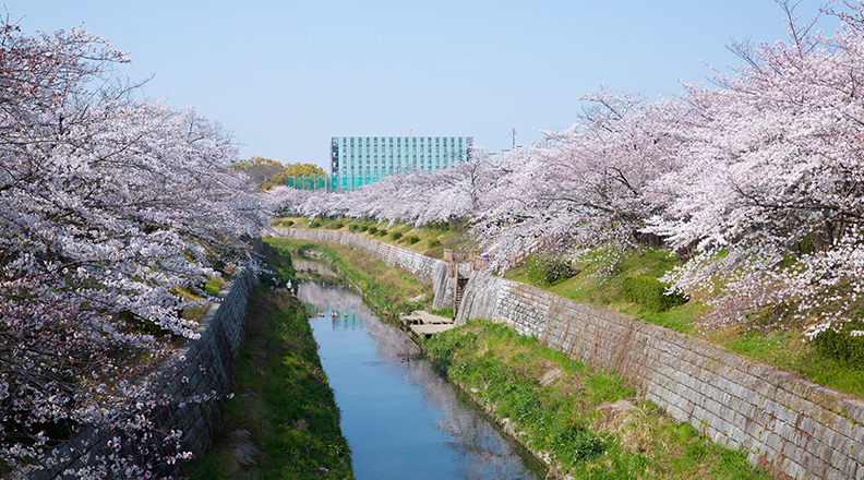 山崎川